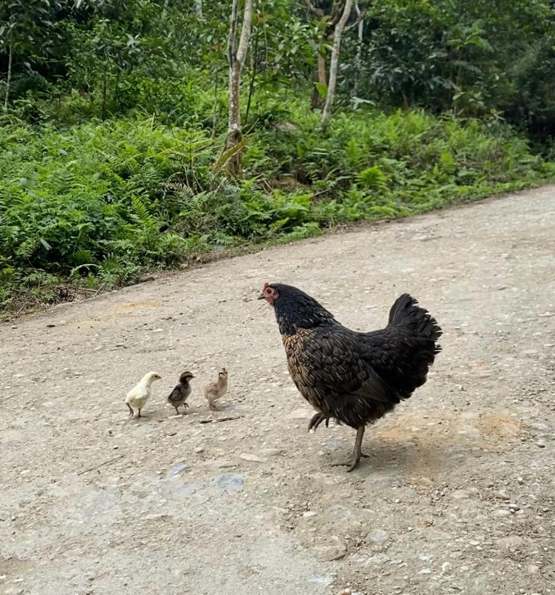 Bikki'S Jungle Homestay Ha Giang Exterior foto