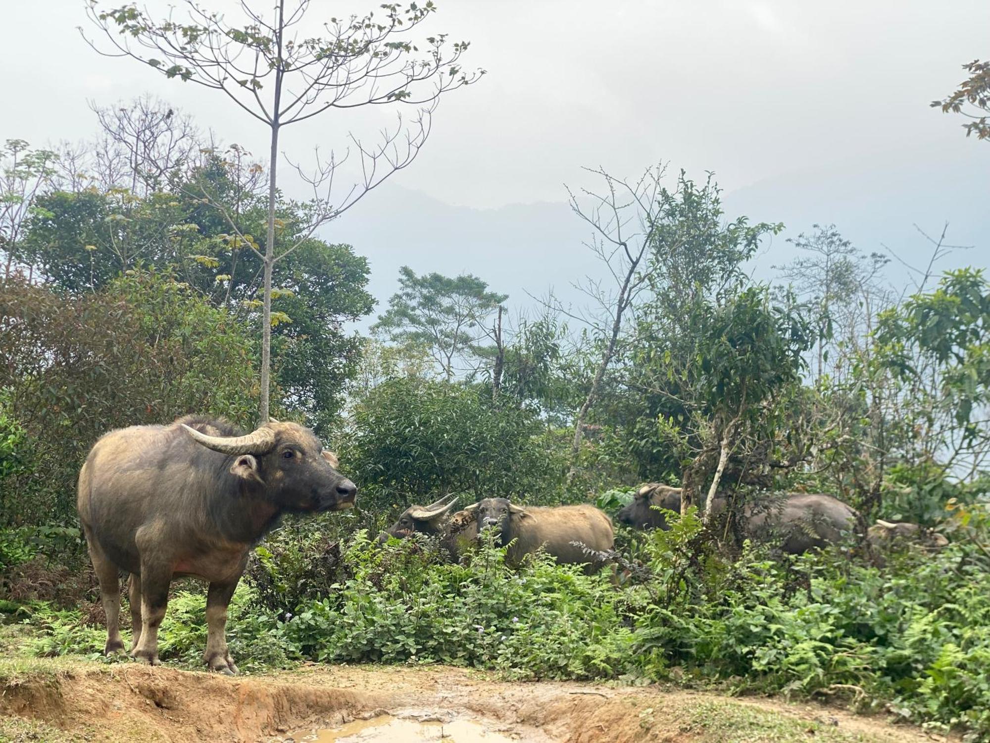 Bikki'S Jungle Homestay Ha Giang Exterior foto