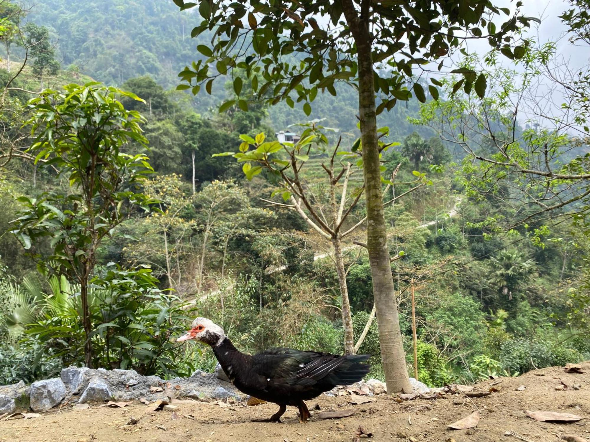 Bikki'S Jungle Homestay Ha Giang Exterior foto