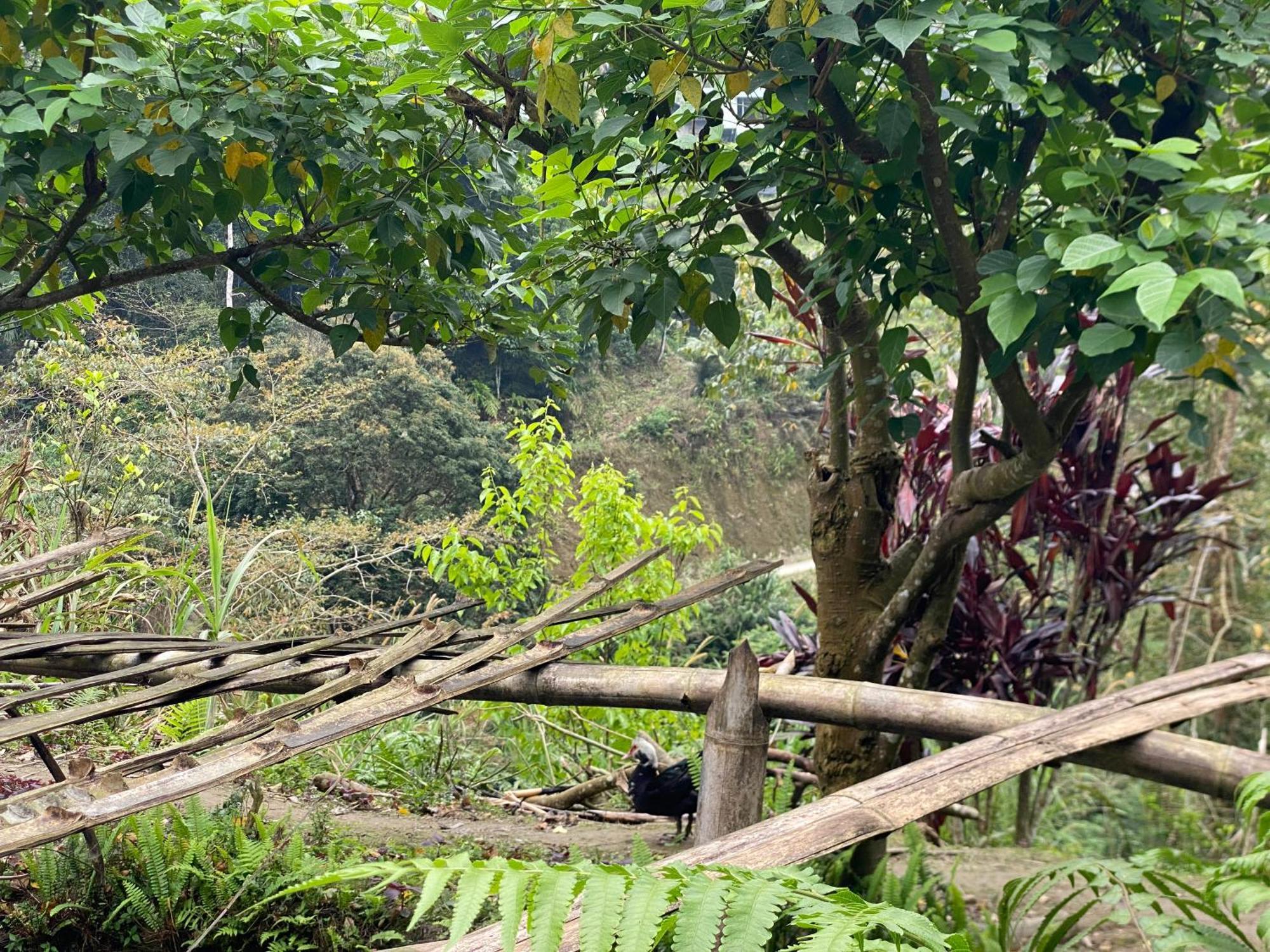Bikki'S Jungle Homestay Ha Giang Exterior foto